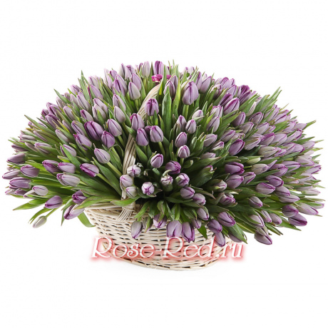 Большая корзина лавандовых тюльпанов