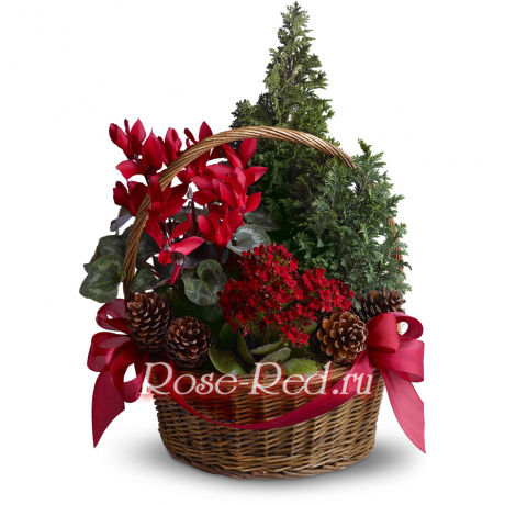 Зимние каникулы