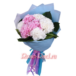 Красавицы гортензии