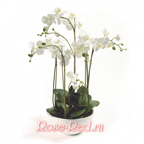 Композиция из орхидей