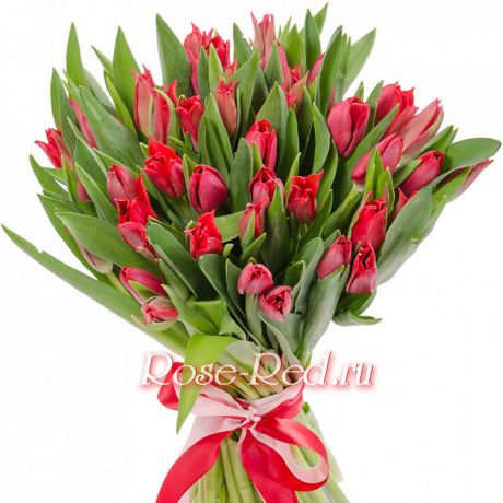 Красные тюльпаны